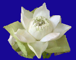 A Lotus Flower image 53x42